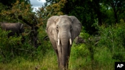 （资料照）2020 年 3 月 4 日，南非克鲁格国家公园的一头大象。
