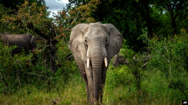 FILE- An elephant in Kruger National Park, South Africa, March 4, 2020.