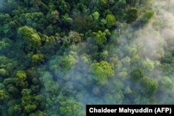 Pepohonan di hutan hujan ekosistem Leuser di Kabupaten Subulussalam, Aceh. (Foto: AFP/Chaideer Mahyuddin)