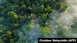 Hutan hujan ekosistem Leuser di Aceh, sebagai ilustrasi. Kasus dugaan korupsi penyerobotan kawasan hutan lindung oleh pemilik PT Duta Palma Group,  Surya Darmadi, dinilai sebagai korupsi terbesar sepanjang sejarah Indonesia. (Foto: AFP/Chaideer Mahyuddin)