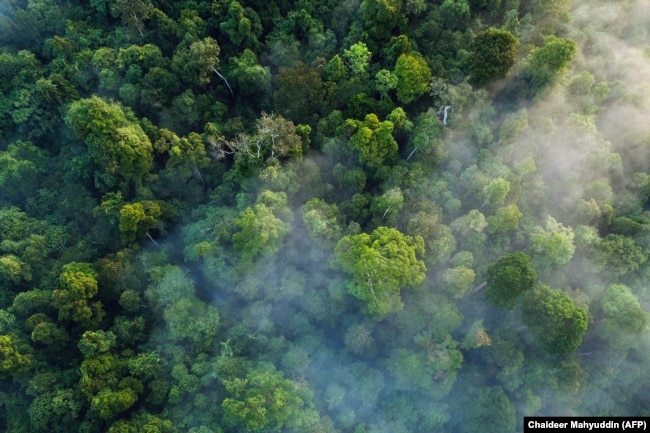 Pepohonan di hutan hujan ekosistem Leuser di Kabupaten Subulussalam, Aceh. (Foto: AFP/Chaideer Mahyuddin)