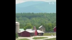 干旱气候影响美国东北畜牧业