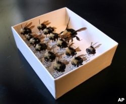 Spesimen ratu lebah Franklin dan lebah lainnya di departemen biologi lebah Universitas California Davis di Davis, California, Kamis, 16 Agustus 2007. (AP/Steve Yeater)
