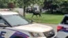 Foto ilustrasi yang menunjukkan seekor banteng mengamuk dan berkeliaran di jalan Montgomery di Mastic, New York, pada 20 Juli 2021. Banteng tersebut kabur dari sebuah peternakan di Long Island. (Foto: Suffolk County Police Department via AP, File)