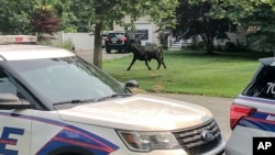 Foto ilustrasi yang menunjukkan seekor banteng mengamuk dan berkeliaran di jalan Montgomery di Mastic, New York, pada 20 Juli 2021. Banteng tersebut kabur dari sebuah peternakan di Long Island. (Foto: Suffolk County Police Department via AP, File)