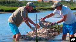 Workers place bags of shells containing baby oysters into the water in Beach Haven, N.J. on Aug. 19, 2022 as part of a project to stabilize the shoreline by establishing oyster colonies to blunt the force of incoming waves. (AP Photo/Wayne Parry)