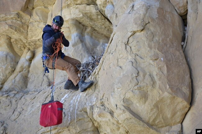 Ecologist Bryan Bedrosian with the Teton Raptor Center prepares to return a young golden eagle to its nest after banding the bird for future tracking as part of a long-term population study of the species, on Wednesday, June 15, 2022 near Cody, Wyo. (AP Photo/Matthew Brown)