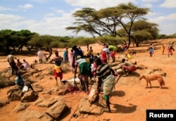 ARCHIVO - Los pastores sacrifican ganado en la reducción de animales demacrados en un programa del gobierno y la Cruz Roja de Kenia para comprar ganado y distribuir la carne a las familias afectadas por la sequía cerca de Lengusaka en Wamba, Kenia, el 27 de julio de 2022.