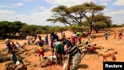FILE - Pastoralists slaughter livestock in the de-stocking of emaciated animals in a program by the government and the Kenya Red Cross to buy livestock and distribute the meat to families affected by the drought near Lengusaka in Wamba, Kenya, July 27, 2022. 
