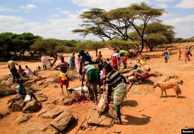 FILE - Pastoralists slaughter livestock in the de-stocking of emaciated animals in a program by the government and the Kenya Red Cross to buy livestock and distribute the meat to families affected by the drought near Lengusaka in Wamba, Kenya, July 27, 2022.