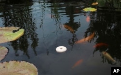 This image provided by Summit Chemical Company shows a Mosquito Dunk swimming in a fish pond.  The product's active ingredient, Bti, is a strain of bacteria that kills mosquito larvae in standing water.  (Summit Chemical Company via AP)