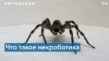 Spider Thumbnail