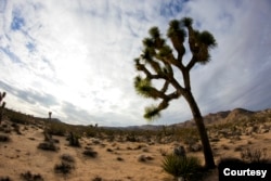 Pohon Joshua, asli gurun Mojave di Taman Nasional Joshua Tree, California. Pohon Joshua yang membutuhkan periode dingin untuk berbunga, rentan terhadap perubahan iklim. (Layanan Taman Nasional Courtesy)