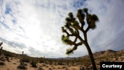 Joshua Tree National Park in California is named after the Joshua tree native to the Mojave desert. Because Joshua trees require a cold period to flower, they are vulnerable to climate change. (Courtesy National Park Service)