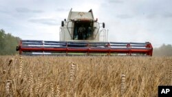 FILE - A harvester collects wheat in Zghurivka, Ukraine, Aug. 9, 2022. 