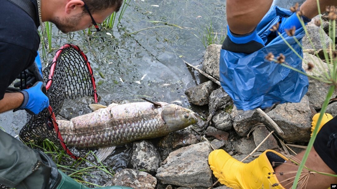Berton-ton ikan mati secara misterius di Sungai Oder, Eropa Tengah. Menteri Lingkungan Hidup Polandia mengatakan hasil tes mendeteksi tingkat salinitas tinggi di air sungai, tapi tidak ada merkuri, Sabtu, 13 Agustus 2022. (Foto: Patrick Pleul/dpa via AP)
