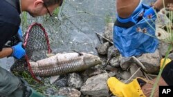 Poland’s environment minister says laboratory tests of dead fish detected high levels of salinity but no mercury in waters of Central Europe’s Oder River, Aug. 13, 2022.