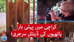 کراچی میں پہلی بار ہاتھیوں کی ڈینٹل سرجری