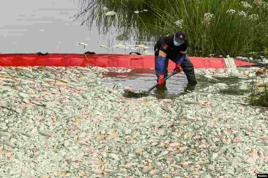 Seorang petugas mengeluarkan ikan-ikan yang mati dari sungai Oder di wilayah Polandia. Kontaminasi air sungai Oder diyakini sebagai penyebab kematian lebih dari 10 ton ikan di Krajnik Dolny, Polandia dekat perbatasan Jerman (foto: Reuters).&nbsp;