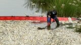 Seorang petugas mengeluarkan ikan-ikan yang mati dari sungai Oder. Kontaminasi air sungai Oder diyakini sebagai penyebab kematian lebih dari 10 ton ikan di Krajnik Dolny, Polandia dekat perbatasan Jerman (foto: Reuters). 