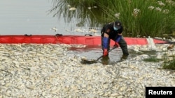 Seorang petugas mengeluarkan ikan-ikan yang mati dari sungai Oder. Kontaminasi air sungai Oder diyakini sebagai penyebab kematian lebih dari 10 ton ikan di Krajnik Dolny, Polandia dekat perbatasan Jerman (foto: Reuters). 