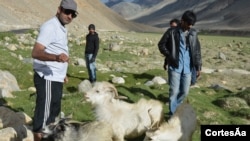 Pashiman goats in Leh. (Shafkat Masoodi)