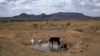 Afrique du Sud : la pire sécheresse de ces 30 dernières années décime le bétail