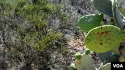  FILE - Prickly pear cactus is shown in a San Diego desert in California. The slimy guts of cacti can purify contaminated water, according to researchers at the University of South Florida. (photo by Diaa Bekheet)