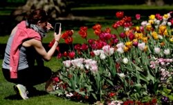 FILE - A woman takes photos of flowers in a park in London, April 22, 2020, as the lockdown in Britain continues due to the coronvirus pandemic.