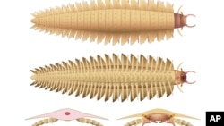 This illustration provided by researchers in October 2024 depicts a juvenile Arthropleura insect reconstructed using fossils discovered in Montceau-les-Mines, France. 