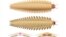 This illustration provided by researchers in October 2024 depicts a juvenile Arthropleura insect reconstructed using fossils discovered in Montceau-les-Mines, France. 