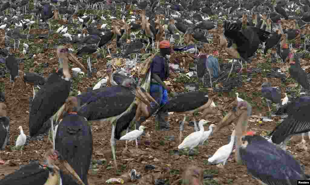 Seorang pria mengumpulkan sampah yang bisa didaur ulang dari tempat pembuangan sampah sambil dikelilingi burung bangau Marabou di pinggiran ibukota Uganda, Kampala, 31 Maret 2015.