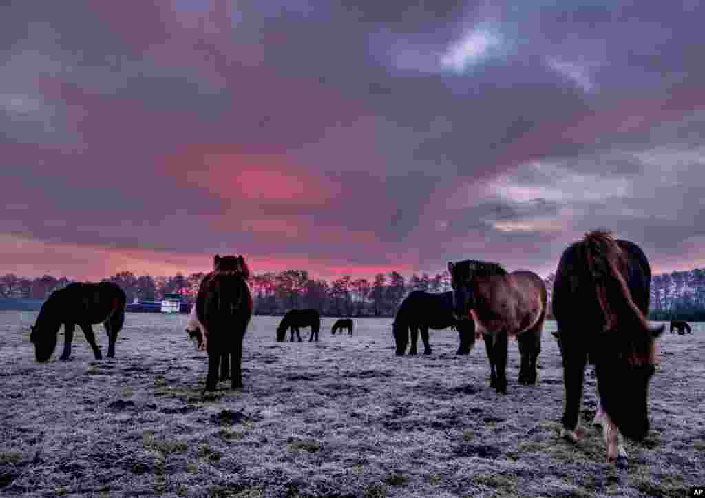 Iceland horses stand in their paddock in Wehrheim near Frankfurt, Germany, before sunrise.