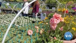 Gardening Keeps Some People Sane During Pandemic