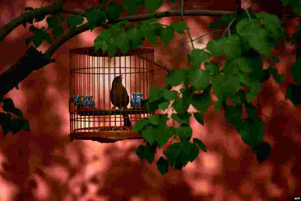 A bird in a cage is hung on a branch along a roadside near the Forbidden City in Beijing, China.