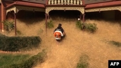 This frame grab from video released to AFP from Australian television's Channel 7 on February 18, 2016 shows a man clearing out fast-growing tumbleweed from a home in the town of Wangaratta, 250 kilometres (150 miles) northeast of Melbourne. 