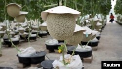 Japanese muskmelons are pictured at Mono Farm in Putrajaya, Malaysia April 8, 2021. (REUTERS/Lim Huey Teng)