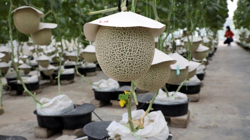 Malaysian Farmers Use Music, Touch to Grow Prized Muskmelons