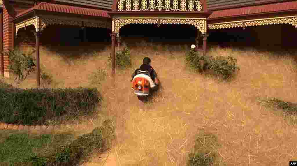 This frame grab from video released to AFP by Australian television&#39;s Channel 7 shows a man clearing fast-growing tumbleweed from a home in the town of Wangaratta, 250 kilometers (150 miles) northeast of Melbourne, Australia. This season has seen an unusual amount of hairy panic &mdash; known scientifically as Panicum effusum &mdash;&nbsp;with hundreds of thousands of the fuzzy, yellowish plants swamping the entrances of homes, driveways and backyards.