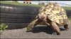 Fastest Tortoise, Biggest Cowboy Boots Newest World Record-holders