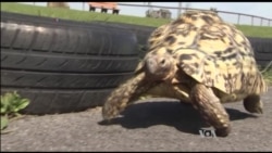 Fastest Tortoise, Biggest Cowboy Boots Newest World Record-holders