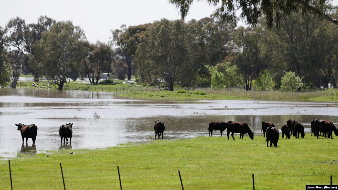 lLdang yang tergenang air setelah hujan lebat di kota Wagga Wagga di selatan New South Wales, Australia, 2 Oktober 2016. (Foto: REUTERS/Jason Reed)