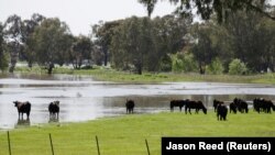 lLdang yang tergenang air setelah hujan lebat di kota Wagga Wagga di selatan New South Wales, Australia, 2 Oktober 2016. (Foto: REUTERS/Jason Reed)