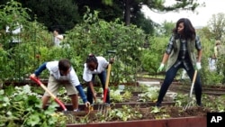 Former first lady Michelle Obama and school children work in the White House Kitchen Garden, October 2016. (AP Photo/Manuel Balce Ceneta)