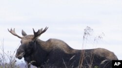 A moose visits Tupper Lake, New York on October 12, 2009 in the wetlands just outside the village.