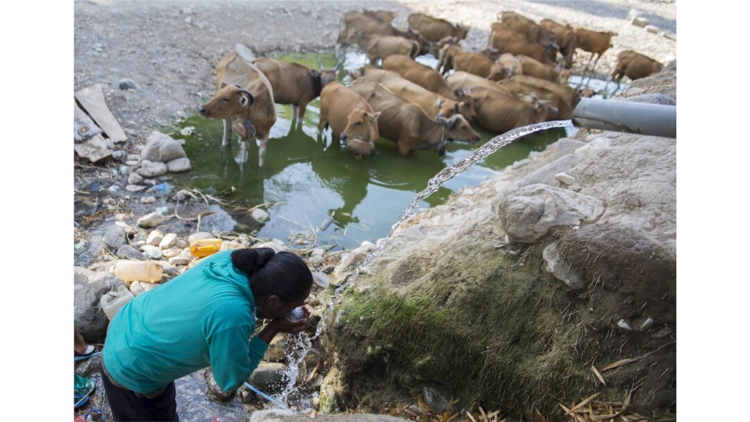 Seorang warga minum dari sumber air, dekat sapi di Desa Sanleo, Kabupaten Malaka, Nusa Tenggara Timur, 10 Oktober 2015. (Foto: Prasetyo Utomo/Antara via Reuters)