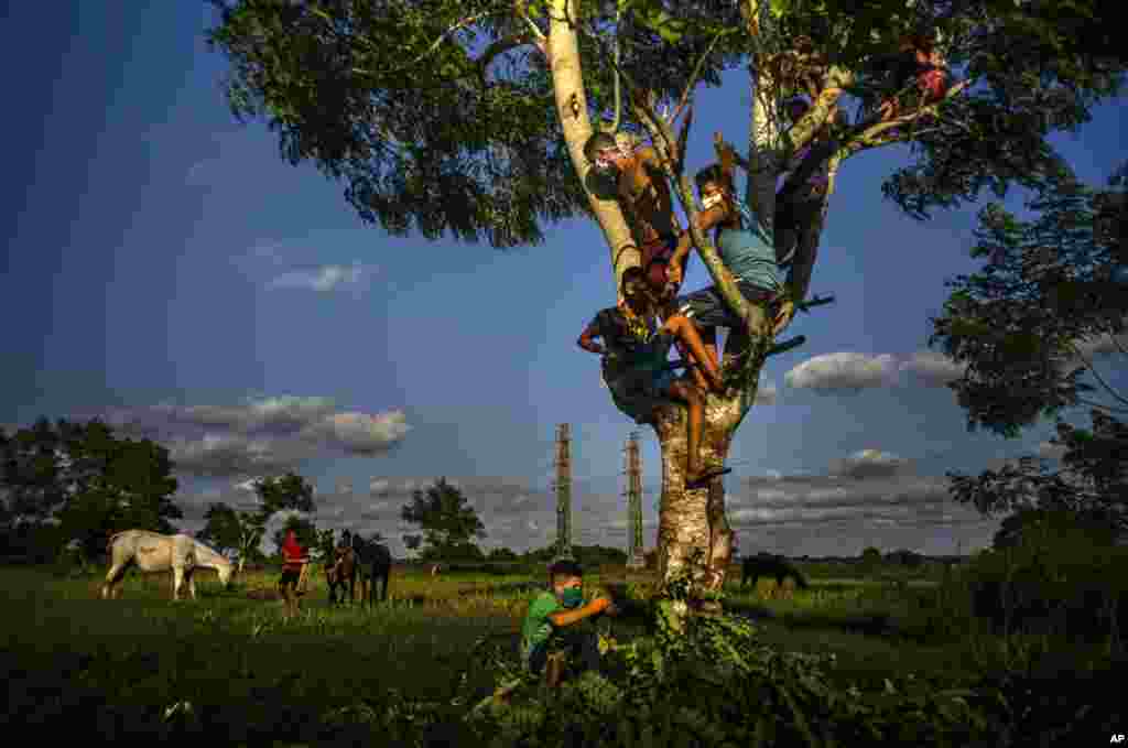 Boys spend the afternoon on top of a tree, watching their horses at sunset in Wajay, Havana, Cuba, Oct. 13, 2020.