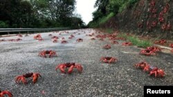 Kepiting merah bermigrasi melintasi jalan di Pulau Christmas, Australia. (Parks Australia via REUTERS) 