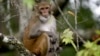بھارت:کرونا وائرس مریضوں کے بلڈ سیمپل بندر نے چھین لیے