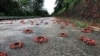 Kepiting merah bermigrasi melintasi jalan di Pulau Christmas, Australia. (Parks Australia via REUTERS) 